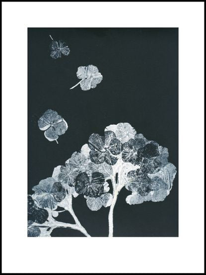 Black and Grey Hydrangea Limited Edition Print -30cm x 40cm — Black Wooden Frame