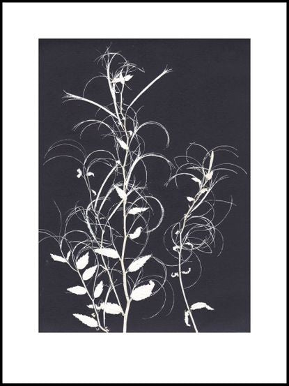 Black and White Willowherb Limited Edition Print -30cm x 40cm — Unframed 1