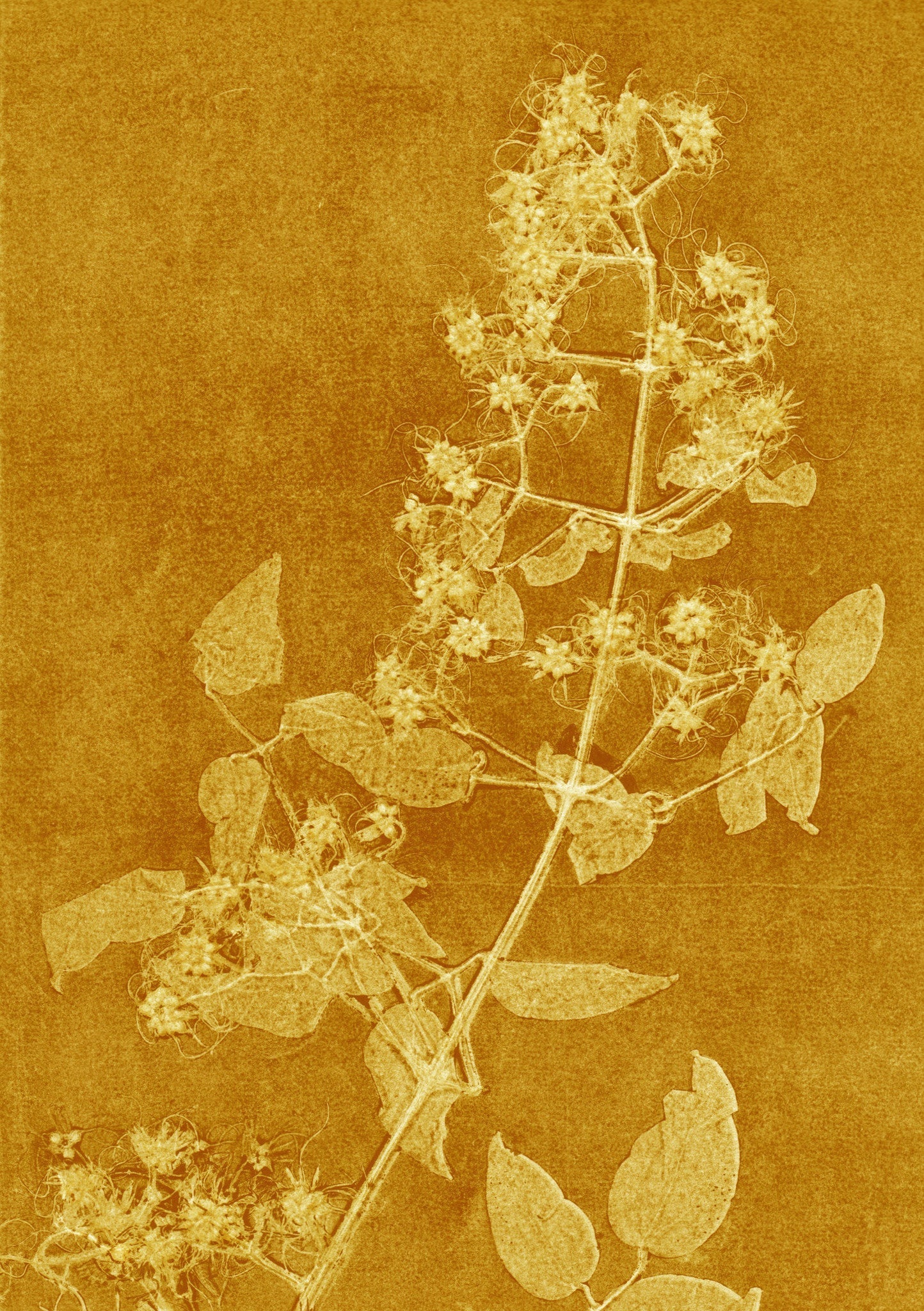 Ochre Yellow Clematis Print A5 Postcard