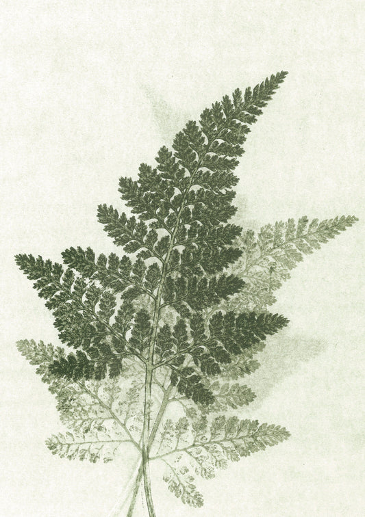 Green Fern Print A5 Postcard